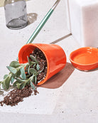 Chive Tika orange ceramic small planter tipped on its side with soil and a succulent spilling out on a stone surface.