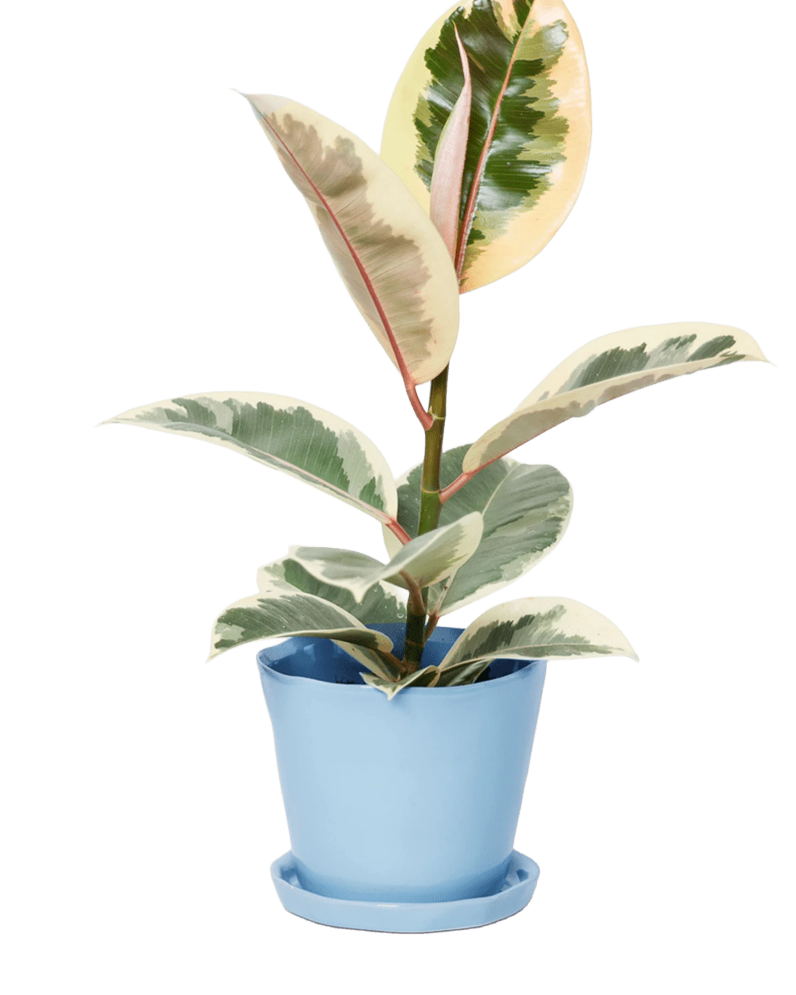 Chive Tika periwinkle ceramic large plant pot with drainage hole and detachable saucer styled with a plant.