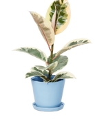 Chive Tika periwinkle ceramic large plant pot with drainage hole and detachable saucer styled with a plant.