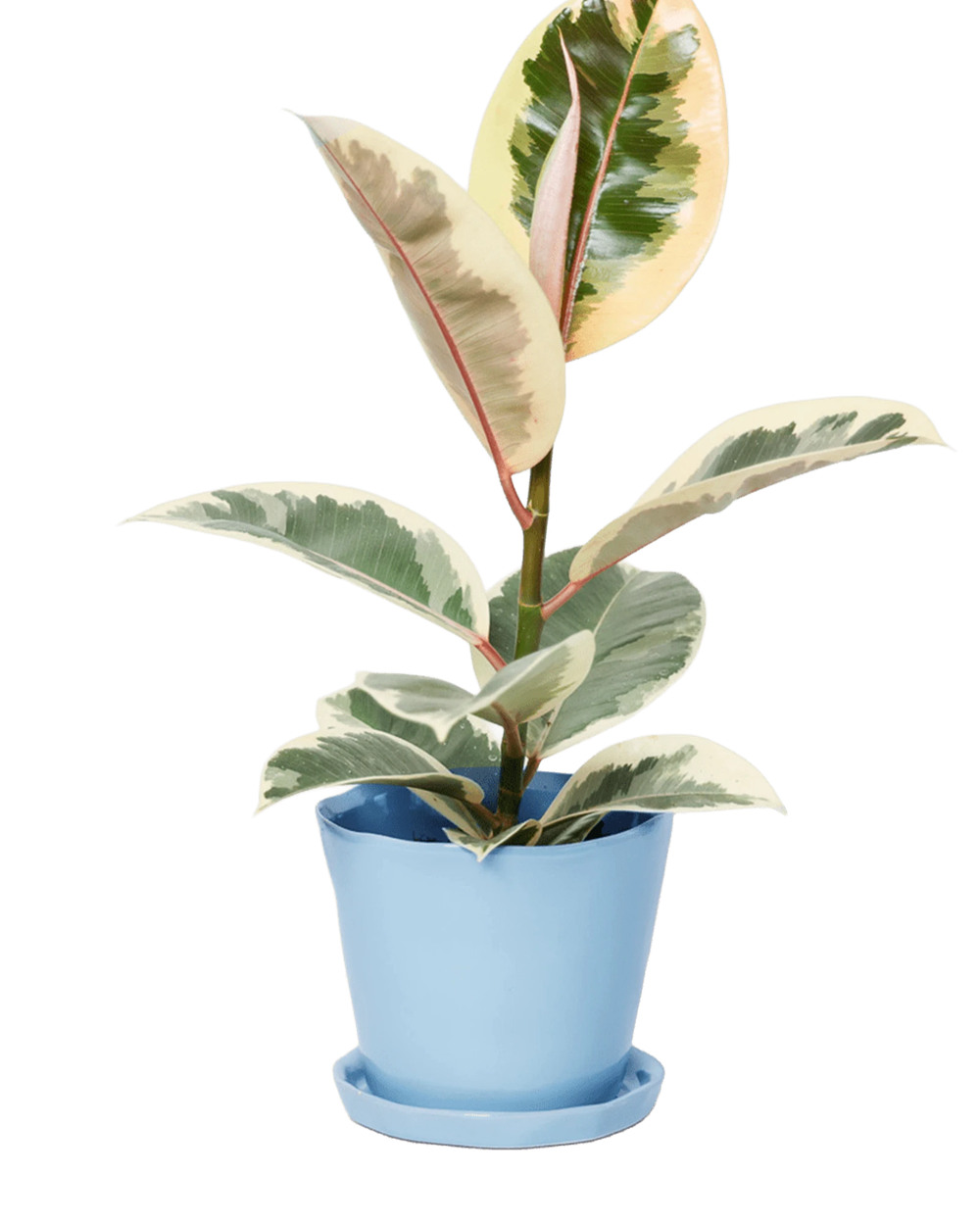 Chive Tika periwinkle ceramic medium plant pot with drainage hole and detachable saucer styled with a plant.