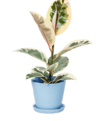 Chive Tika periwinkle ceramic medium plant pot with drainage hole and detachable saucer styled with a plant.