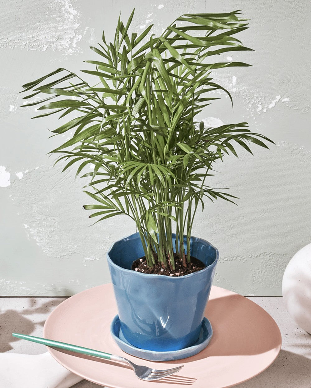 Chive Tika periwinkle ceramic medium planter holding a parlor palm, styled on a pink plate with a fork.