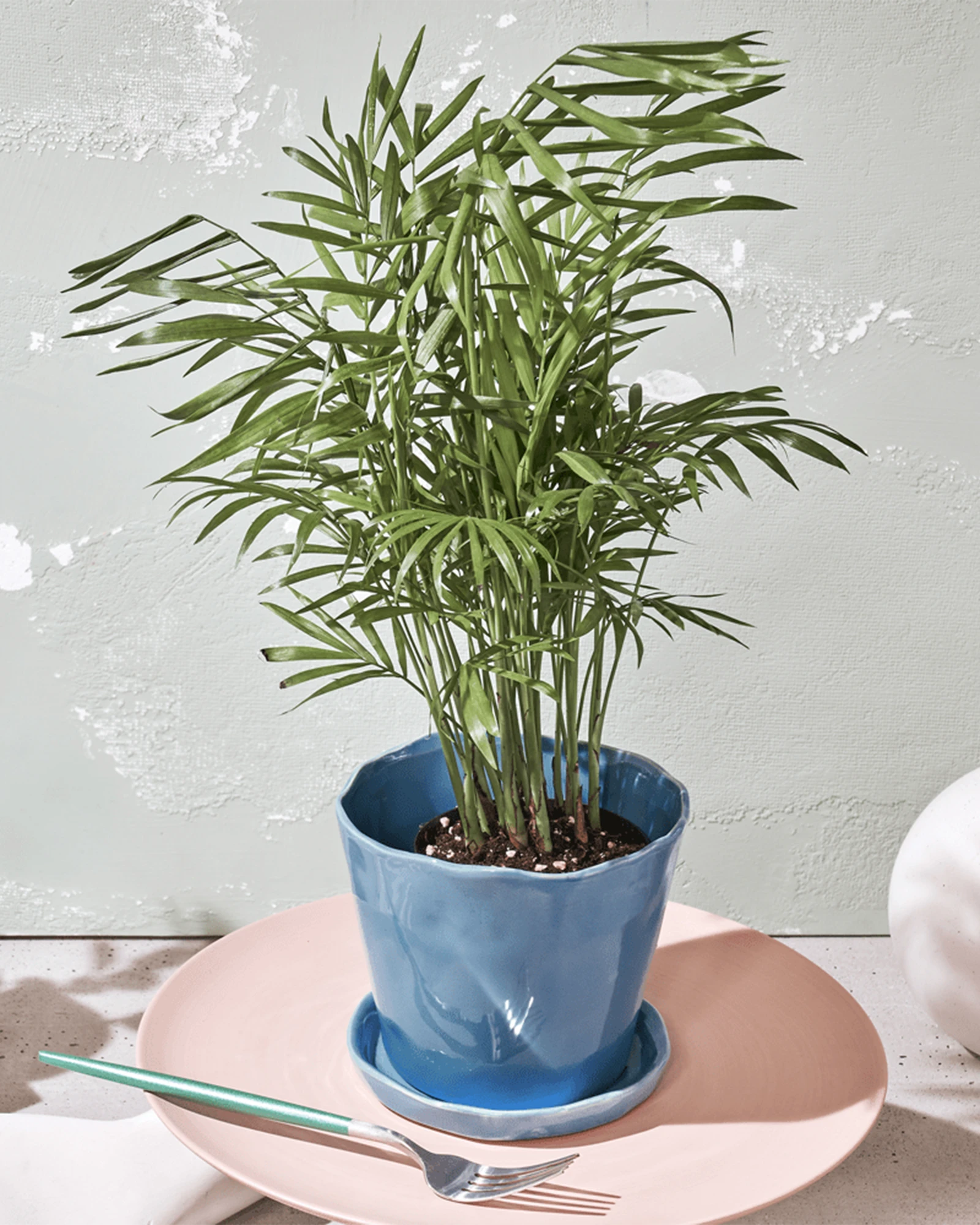 Chive Tika periwinkle ceramic medium planter holding a parlor palm, styled on a pink plate with a fork.