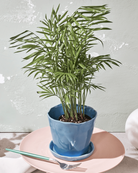 Chive Tika periwinkle ceramic medium planter holding a parlor palm, styled on a pink plate with a fork.