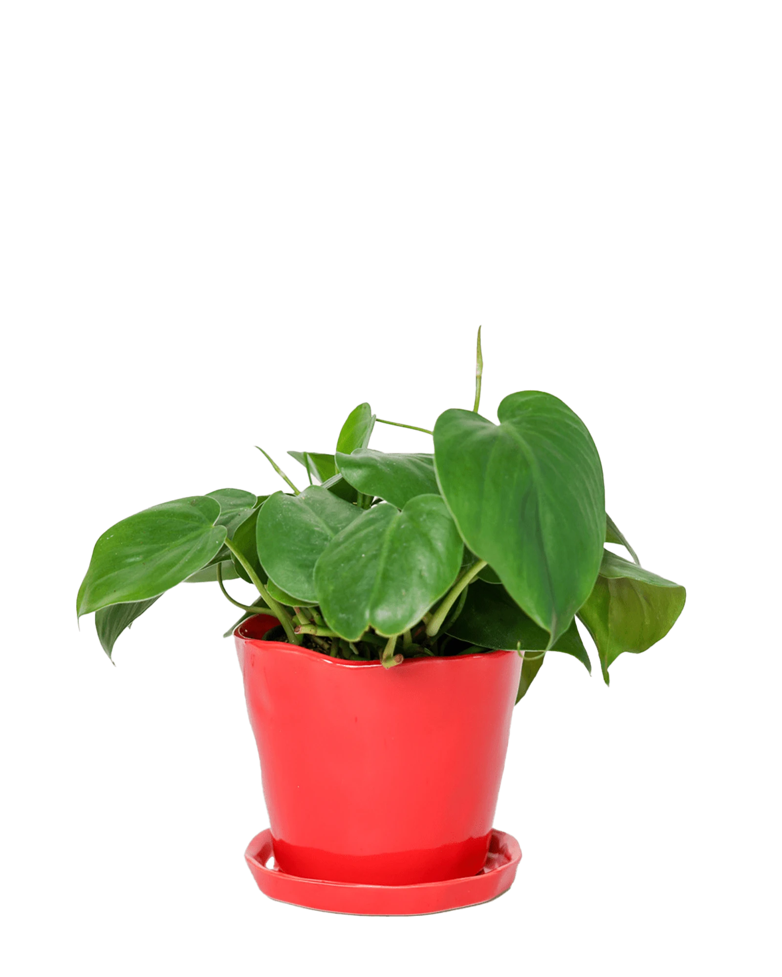 Chive Tika red ceramic large plant pot with drainage hole and detachable saucer styled with a plant.