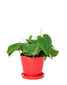 Chive Tika red ceramic medium plant pot with drainage hole and detachable saucer styled with a plant.