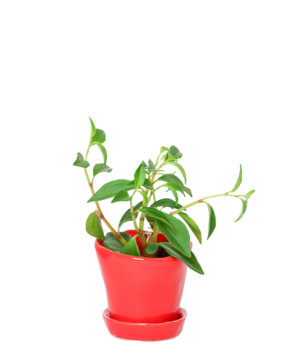 Chive Tika red ceramic small plant pot with drainage hole and detachable saucer, styled with a plant.