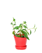 Chive Tika red ceramic small plant pot with drainage hole and detachable saucer, styled with a plant.