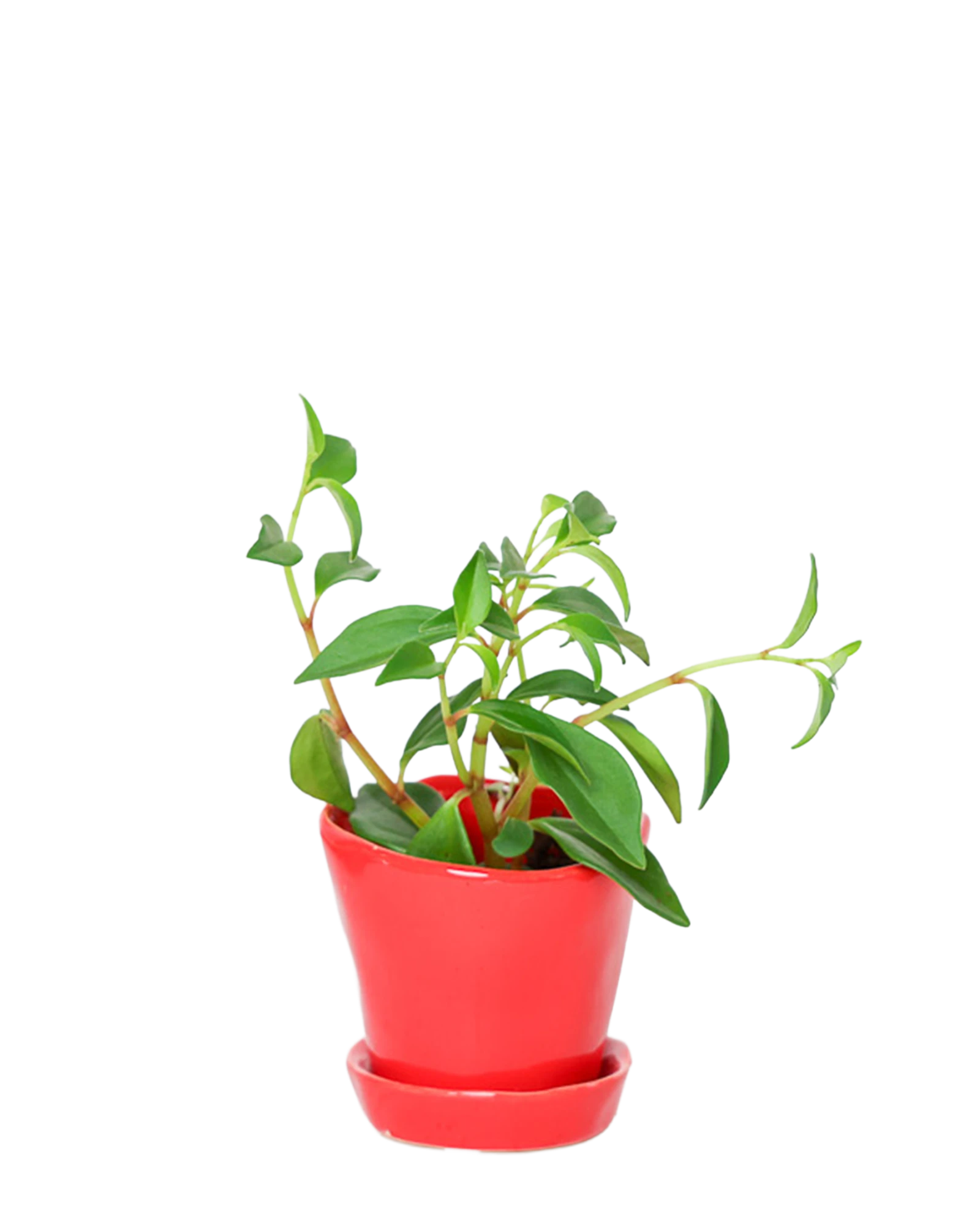 Chive Tika red ceramic small plant pot with drainage hole and detachable saucer, styled with a plant.