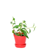 Chive Tika red ceramic small plant pot with drainage hole and detachable saucer, styled with a plant.