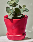 Chive Tika red ceramic small planter holding a small houseplant on a table.