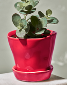 Chive Tika red ceramic small planter holding a small houseplant on a table.