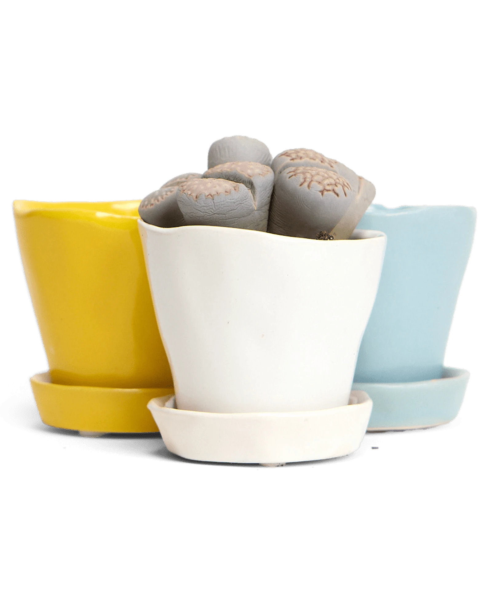 Three Chive Tika small ceramic planters with saucers, styled with succulents.