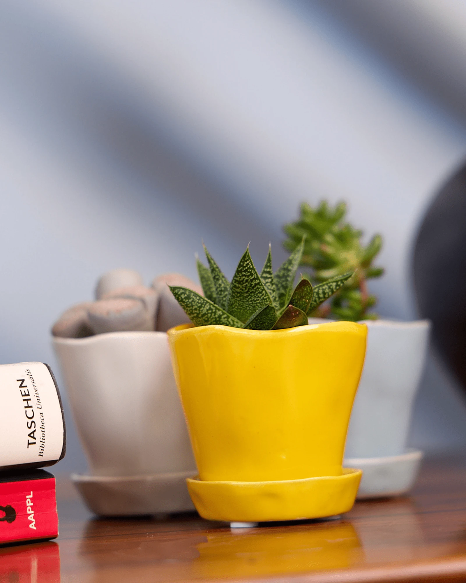 Three Chive Tika ceramic small planter in meadowlark yellow, new grey, and light grey holding succulents on a table.