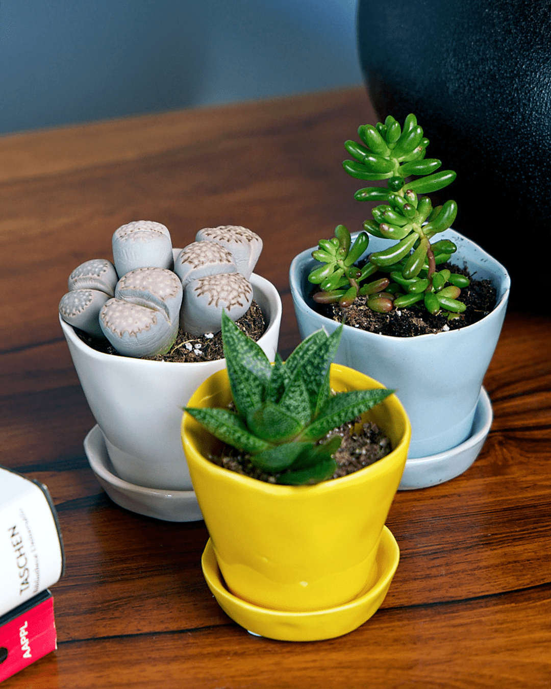 Three Chive Tika ceramic small planter in meadowlark yellow, new grey, and light grey holding succulents on a table.