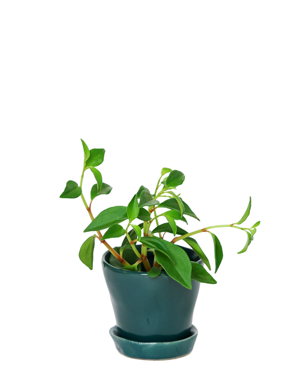Chive Tika spruce ceramic small plant pot with drainage hole and detachable saucer styled with a plant.