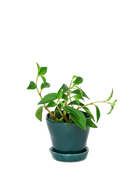 Chive Tika spruce ceramic small plant pot with drainage hole and detachable saucer styled with a plant.