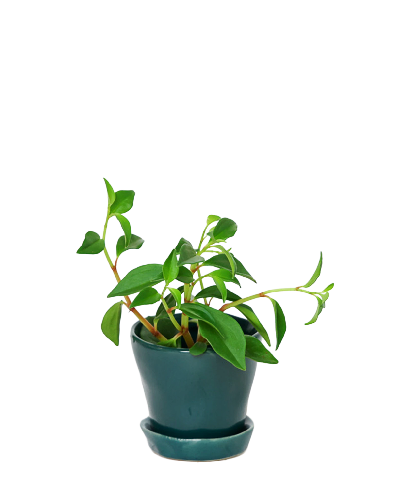 Chive Tika spruce ceramic small plant pot with drainage hole and detachable saucer styled with a plant.