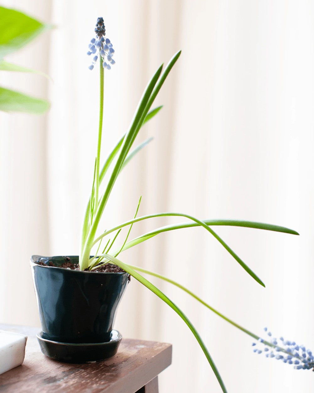 Chive Tika spruce ceramic small planter holding a flowering bulb on a wooden desk by a bright window.