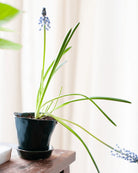 Chive Tika spruce ceramic small planter holding a flowering bulb on a wooden desk by a bright window.