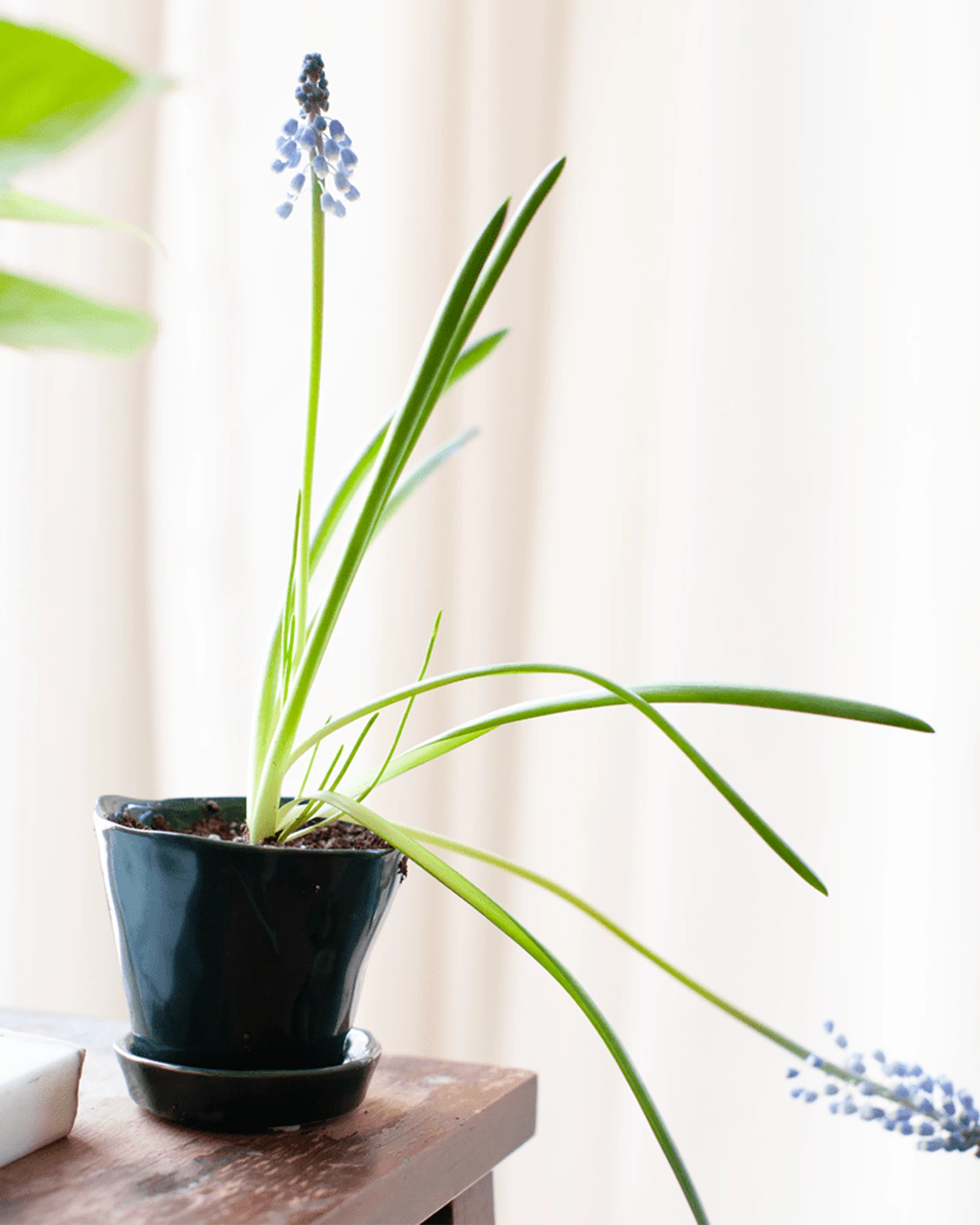 Chive Tika spruce ceramic small planter holding a flowering bulb on a wooden desk by a bright window.