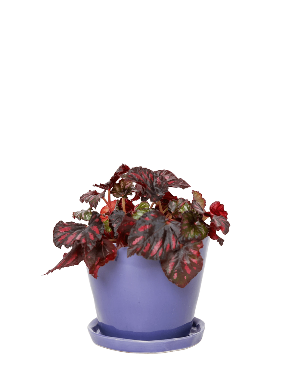 Chive Tika ultra violet ceramic medium plant pot with drainage hole and detachable saucer styled with a plant.