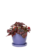 Chive Tika ultra violet ceramic medium plant pot with drainage hole and detachable saucer styled with a plant.