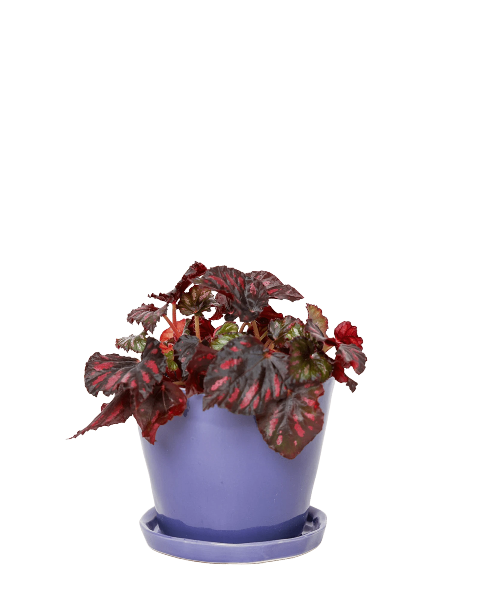 Chive Tika ultra violet ceramic medium plant pot with drainage hole and detachable saucer styled with a plant.