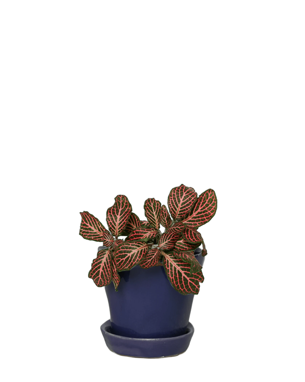 Chive Tika ultra violet ceramic small plant pot with drainage hole and detachable saucer, styled with a plant.