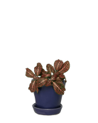 Chive Tika ultra violet ceramic small plant pot with drainage hole and detachable saucer, styled with a plant.