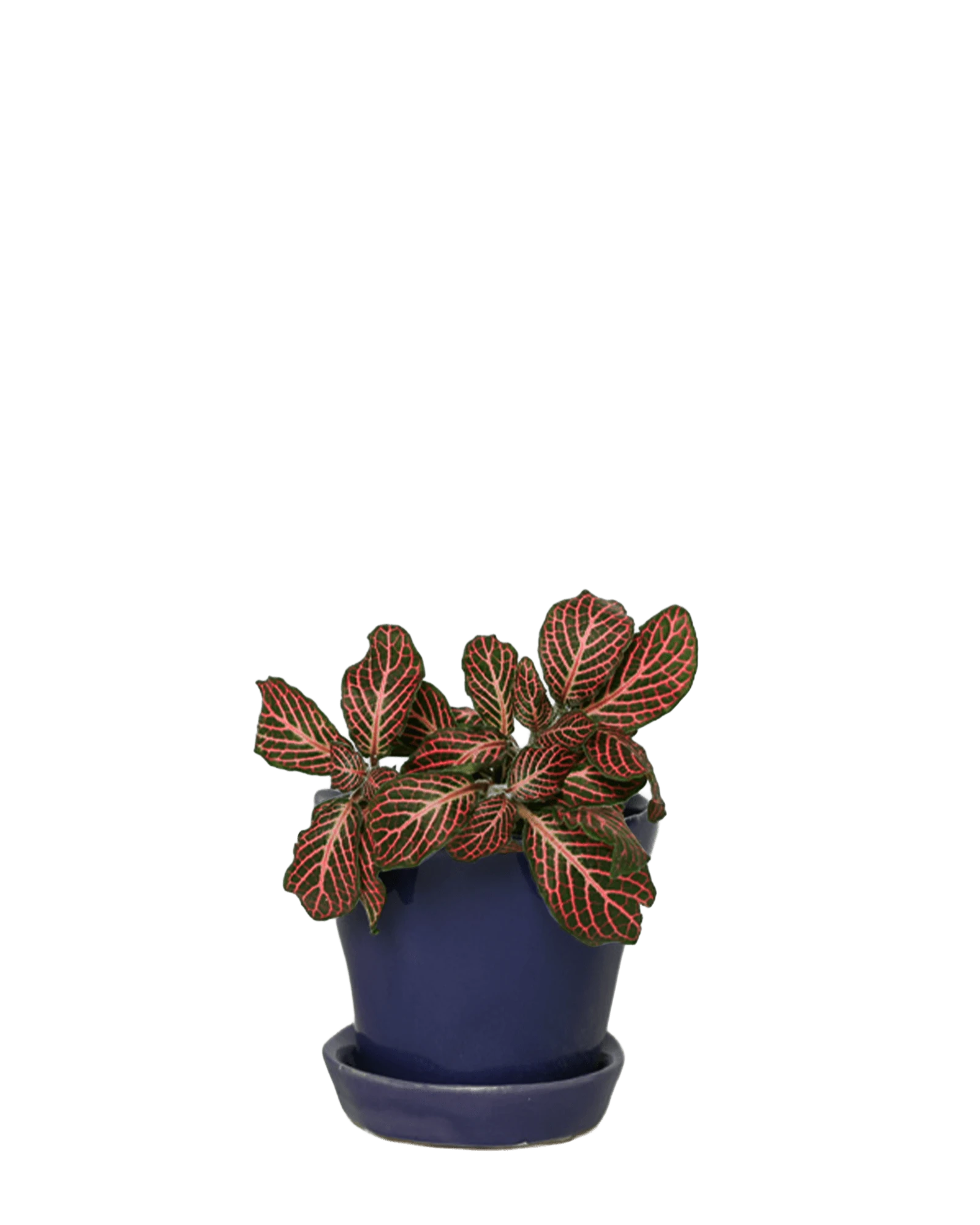 Chive Tika ultra violet ceramic small plant pot with drainage hole and detachable saucer, styled with a plant.