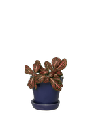 Chive Tika ultra violet ceramic small plant pot with drainage hole and detachable saucer, styled with a plant.