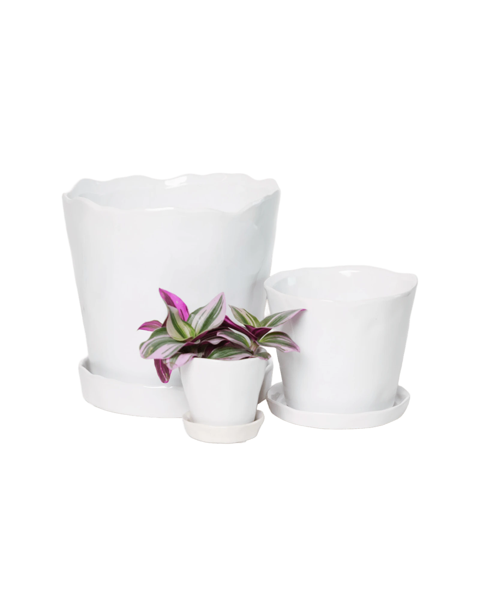 Chive Tika white ceramic planters in small, medium, and large with saucers, styled with a plant.