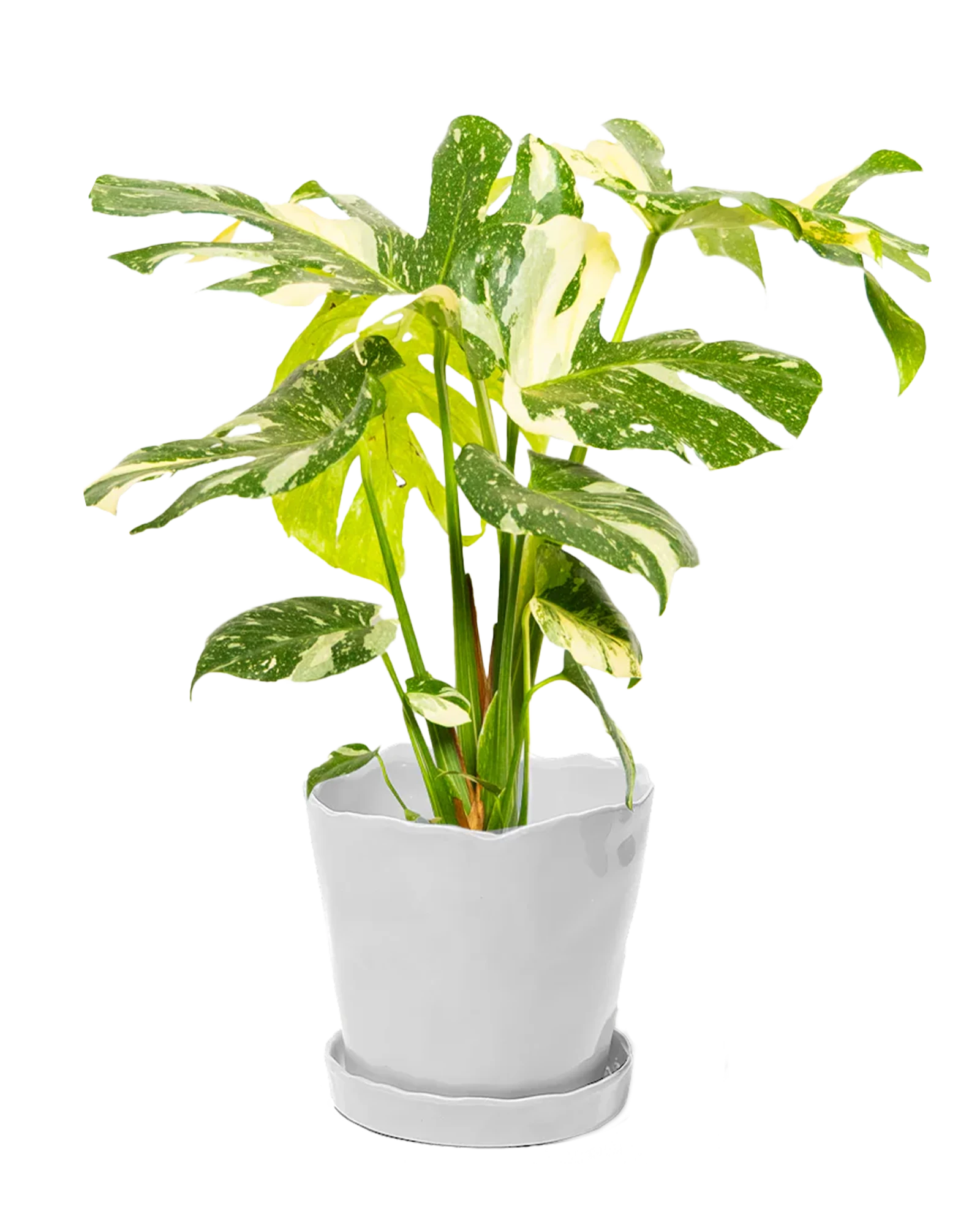 Chive Tika white ceramic large plant pot with drainage hole and detachable saucer styled with a monstera plant.