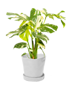 Chive Tika white ceramic large plant pot with drainage hole and detachable saucer styled with a monstera plant.
