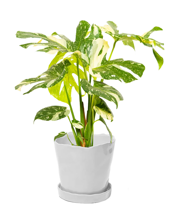 Chive Tika white ceramic large plant pot with drainage hole and detachable saucer styled with a monstera plant.