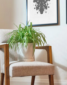 Chive Tika white ceramic large planter holding a spider plant on a wooden chair in a bright living room.
