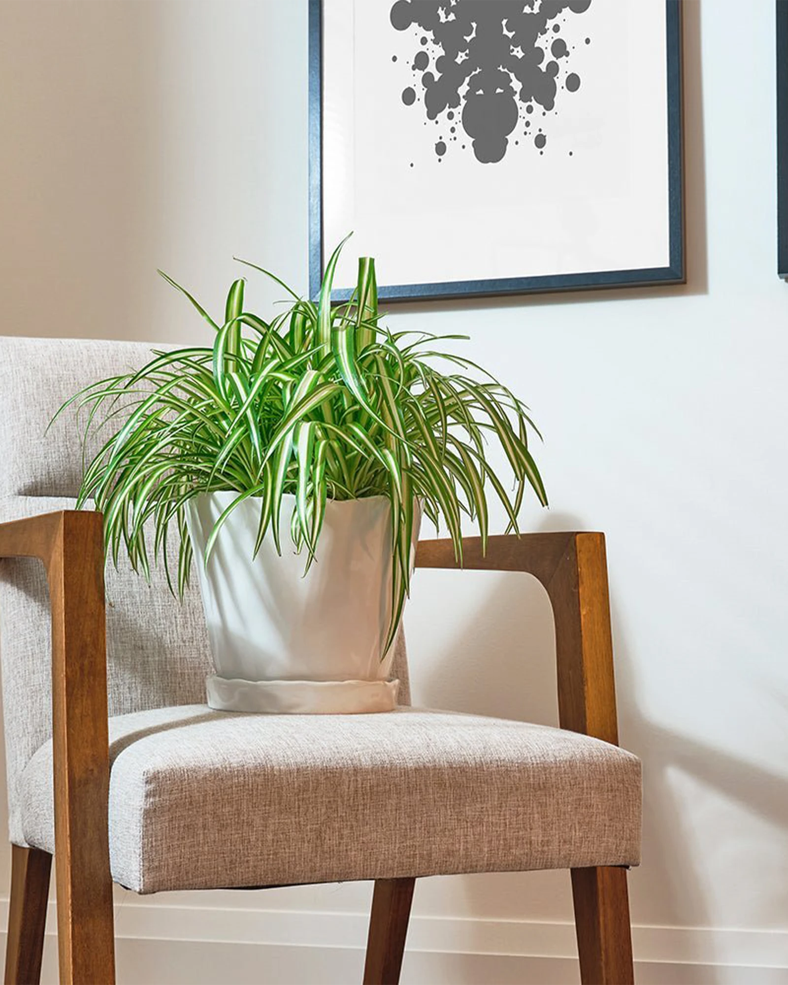 Chive Tika white ceramic large planter holding a spider plant on a wooden chair in a bright living room.