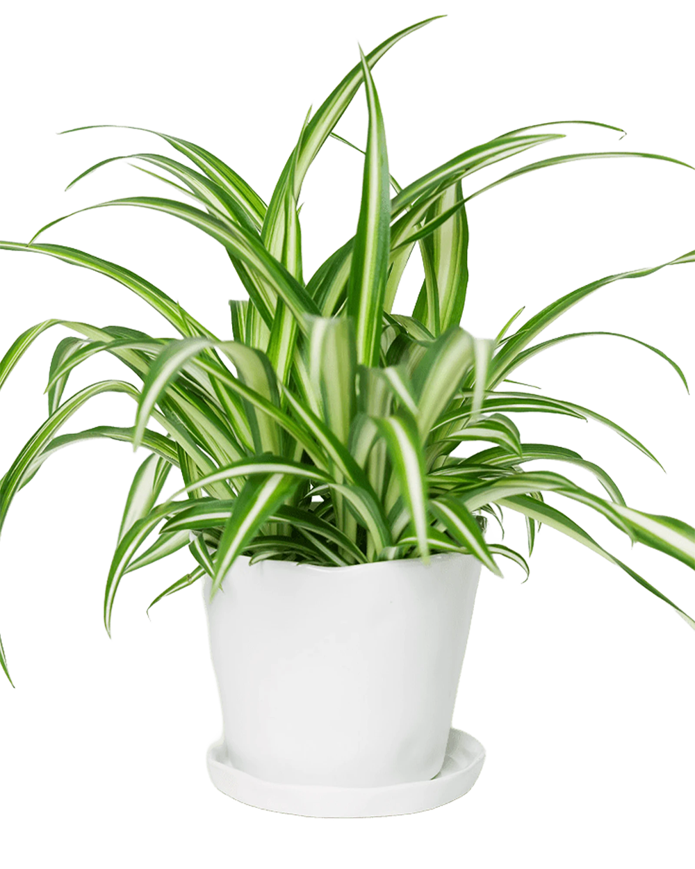 Chive Tika white ceramic medium plant pot with drainage hole and detachable saucer styled with a spider plant.