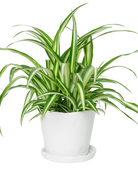 Chive Tika white ceramic medium plant pot with drainage hole and detachable saucer styled with a spider plant.