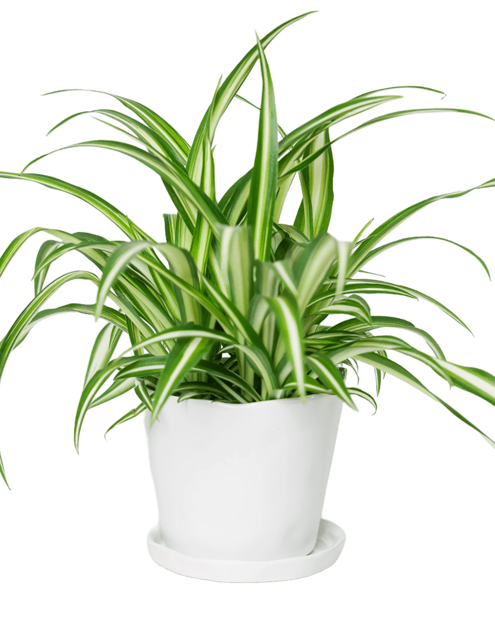 Chive Tika white ceramic medium plant pot with drainage hole and detachable saucer styled with a spider plant.