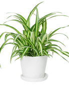 Chive Tika white ceramic medium plant pot with drainage hole and detachable saucer styled with a spider plant.