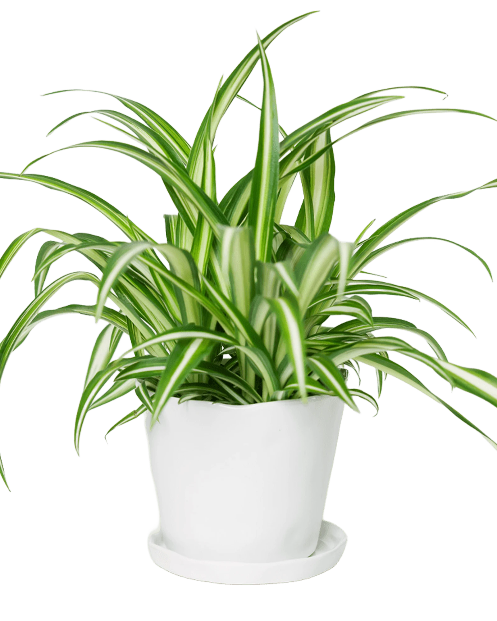 Chive Tika white ceramic medium plant pot with drainage hole and detachable saucer styled with a spider plant.