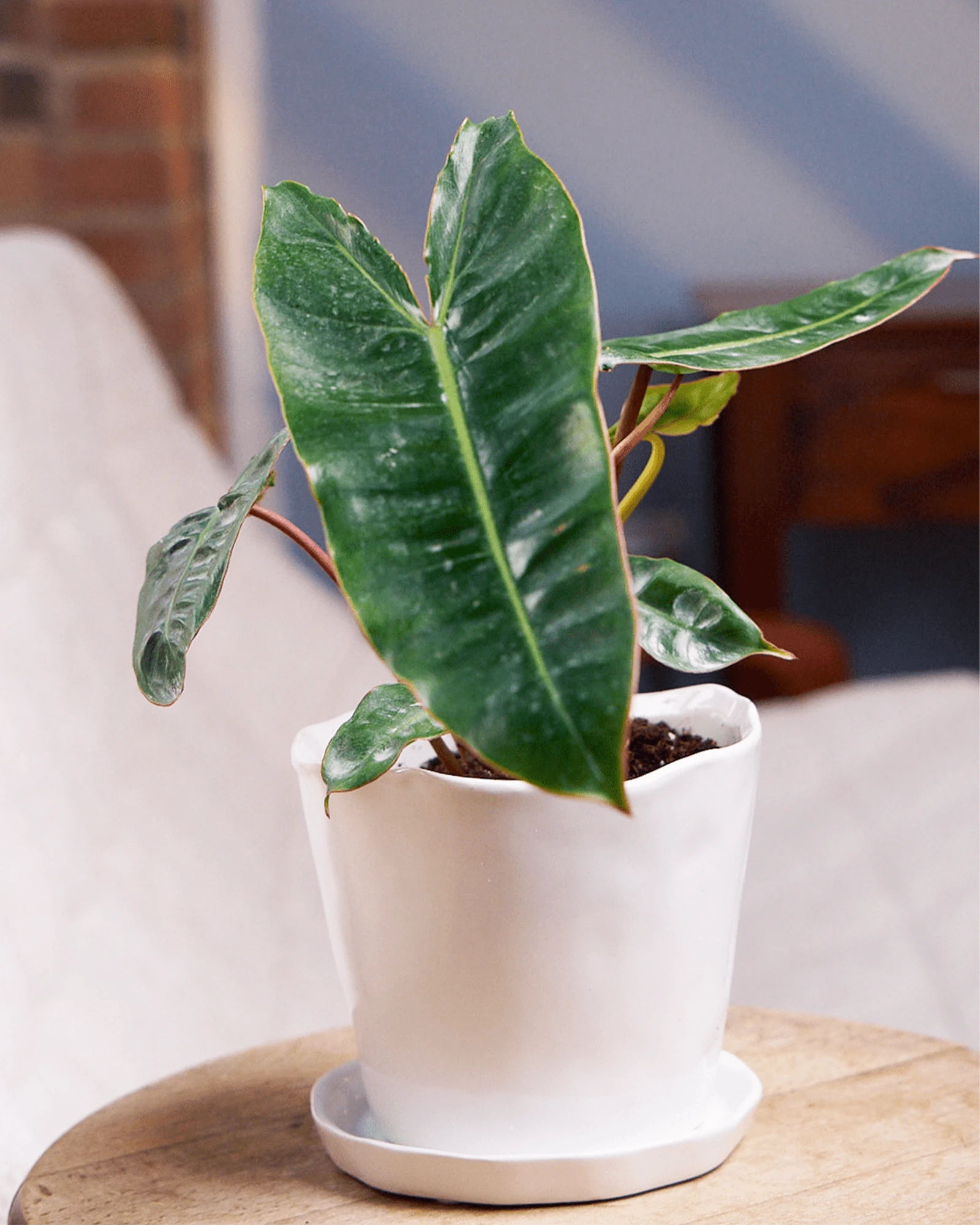 Chive Tika white ceramic medium planter holding a large-leafed tropical plant on a wooden side table.