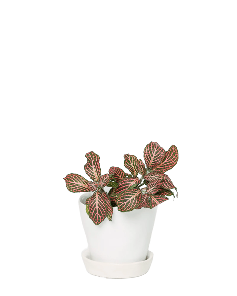 Chive Tika white ceramic small plant pot with drainage hole and detachable saucer styled with a plant.