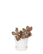 Chive Tika white ceramic small plant pot with drainage hole and detachable saucer styled with a plant.