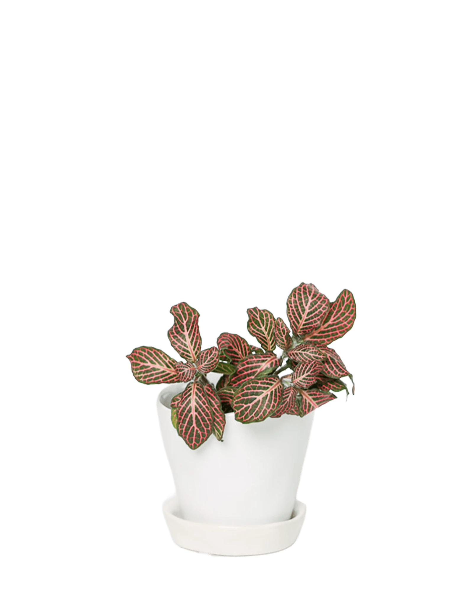Chive Tika white ceramic small plant pot with drainage hole and detachable saucer styled with a plant.