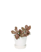 Chive Tika white ceramic small plant pot with drainage hole and detachable saucer styled with a plant.