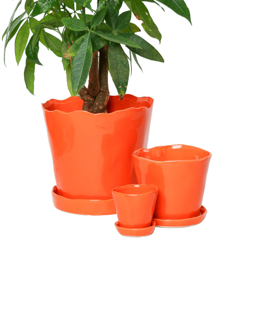 Chive Tika orange ceramic planters in small, medium, and large with saucers, styled with a plant.