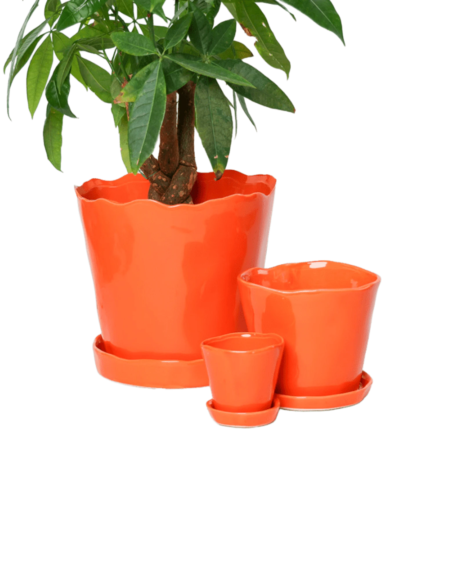 Chive Tika orange ceramic planters in small, medium, and large with saucers, styled with a plant.